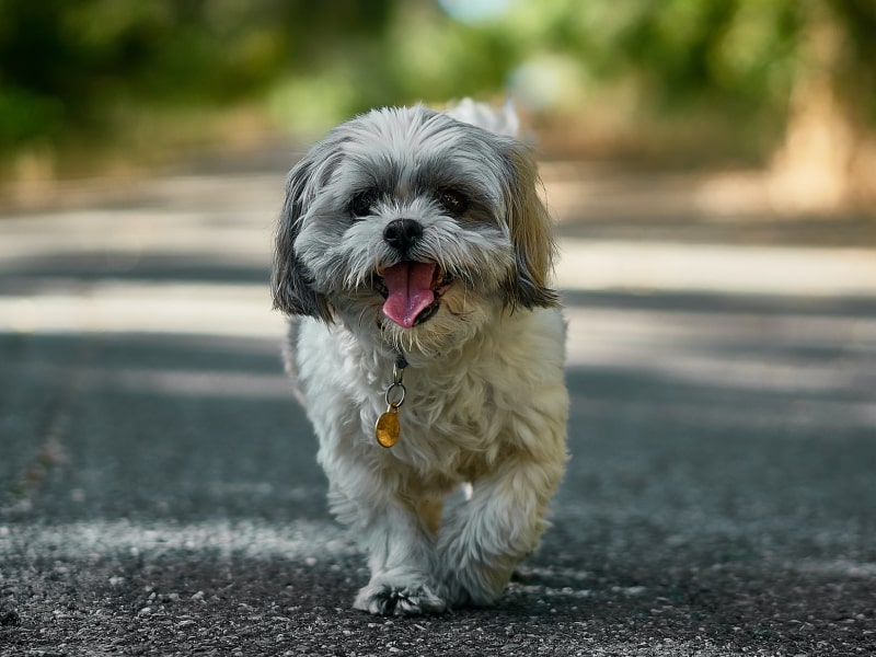 What Is The Normal Range For Temperature Heart Rate And Respiratory